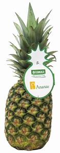 ANANAS GOLD CPQ CT.SF.ESTERO