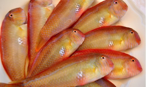 PESCE PETTINE