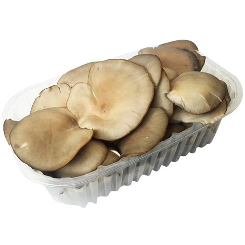 FUNGHI PLEUROTUS 300g