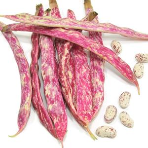 FAGIOLI BORLOTTI FRESCHI CAT. 2^