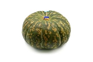 ZUCCA DELICA